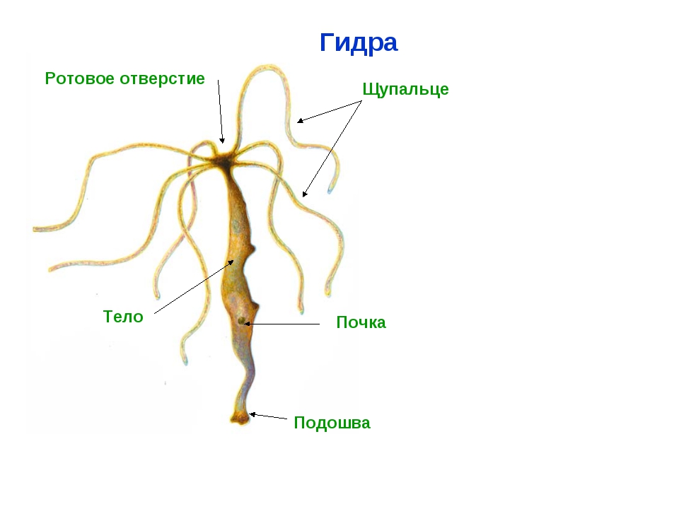 Кракен даркнет аккаунт